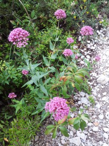 Le Centranthe rouge ou Lilas d'Espagne